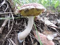 Boletellus ananas image