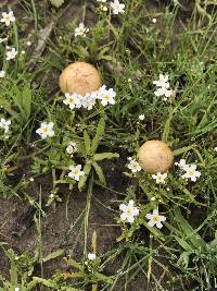 Agrocybe pediades image