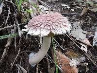 Boletellus ananas image