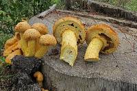 Gymnopilus junonius image