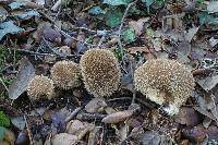 Lycoperdon echinatum image