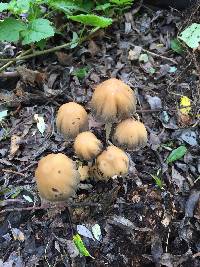 Coprinellus micaceus image