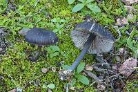 Entoloma serrulatum image