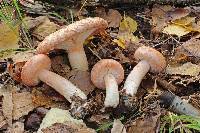 Lactarius torminosus image