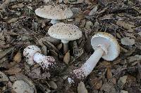 Amanita rubescens image