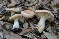 Lactarius chrysorrheus image