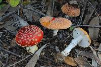 Amanita muscaria image