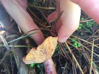 Lactarius rufus image
