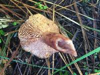 Lactarius rufus image