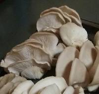 Pleurotus ostreatus image