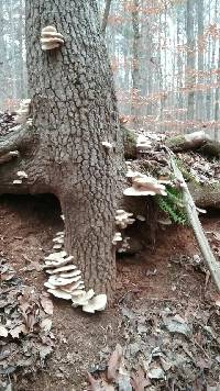 Pleurotus ostreatus image