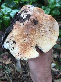 Leucopaxillus gentianeus image