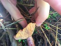 Lactarius rufus image