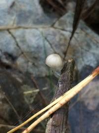 Roridomyces austrororidus image