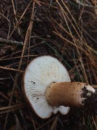 Tricholoma pessundatum image