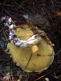 Suillus granulatus image