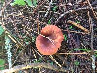 Lactarius rufus image