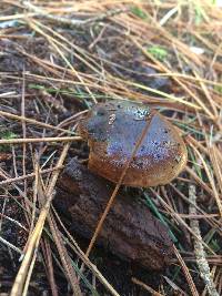 Tricholoma pessundatum var. pessundatum image