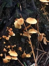 Hypholoma acutum image