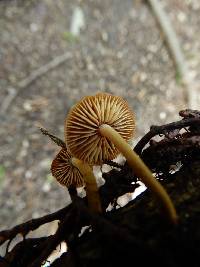 Heimiomyces atrofulvus image