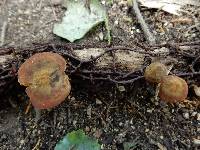 Heimiomyces atrofulvus image