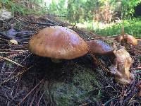 Suillus granulatus image