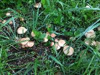 Marasmius oreades image