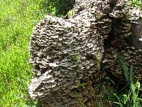 Trametes versicolor image