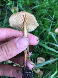 Marasmius oreades image