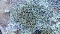 Lecanora muralis image