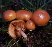 Galerina marginata image