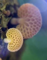 Favolaschia calocera image