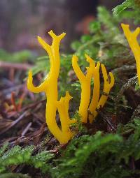 Calocera viscosa image