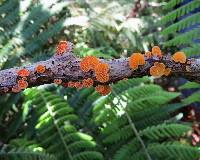 Favolaschia calocera image