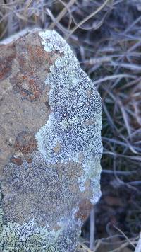 Lecanora muralis image