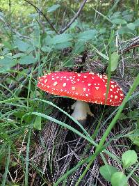 Amanita muscaria image