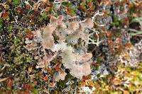 Lobaria scrobiculata image