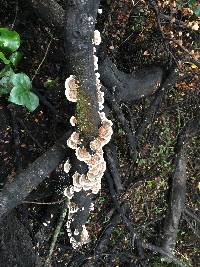 Trametes versicolor image