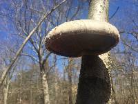 Piptoporus betulinus image