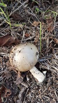 Volvariella gloiocephala image