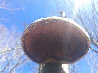 Piptoporus betulinus image