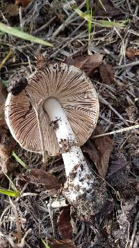 Volvariella gloiocephala image