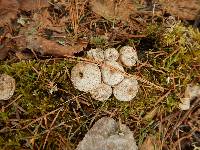 Lycoperdon pyriforme image