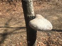 Fomitopsis betulina image