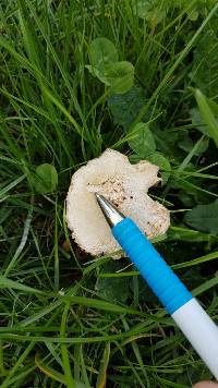 Leucoagaricus leucothites image