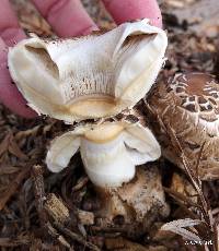 Chlorophyllum brunneum image