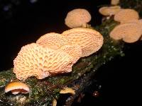 Favolaschia calocera image