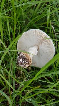 Leucoagaricus leucothites image