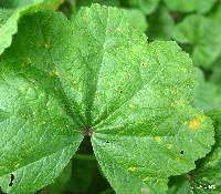 Puccinia malvacearum image