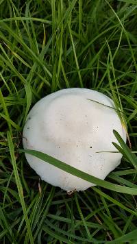 Leucoagaricus leucothites image